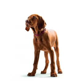 Hunter Collier Round & Soft -Chiens Chats Fournitures Magasin collier round soft 3