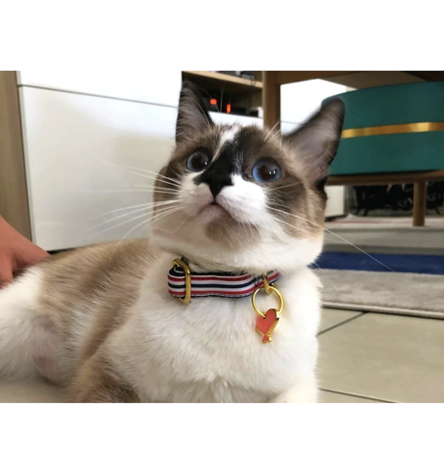 Collier THE FRENCH BANBAN Chat 2 Collier THE FRENCH BANBAN Chat – Image 2