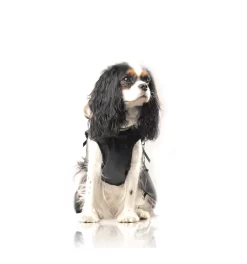 Hamilton (Cape) -Chiens Chats Fournitures Magasin hamilton cape 2