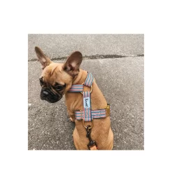 Produits populaires -Chiens Chats Fournitures Magasin harnais the french banban 1